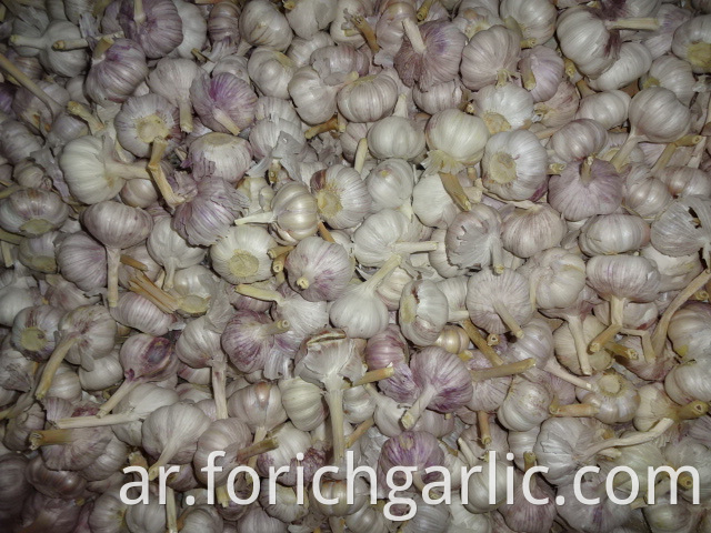 Crop 2019 Jinxiang Normal Garlic